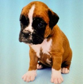 Boxer puppy for sale