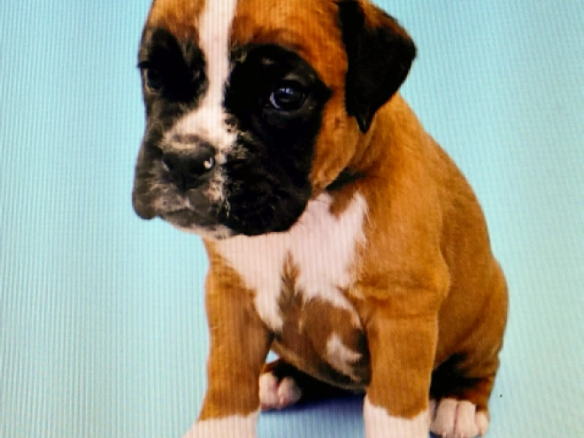 Boxer puppy for sale
