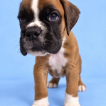 Aqua, red Boxer for sale