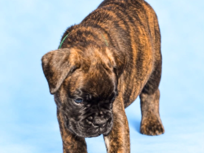 Boxer puppy for sale