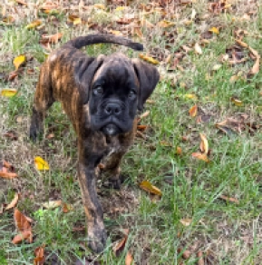 Boxer Welpe kaufen