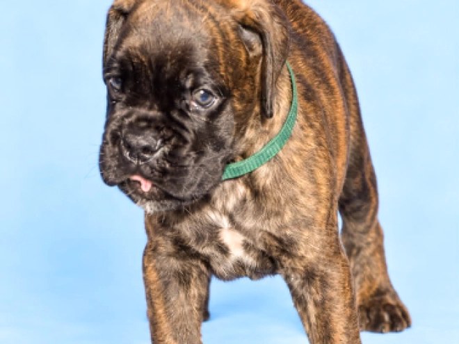 Boxer puppy for sale