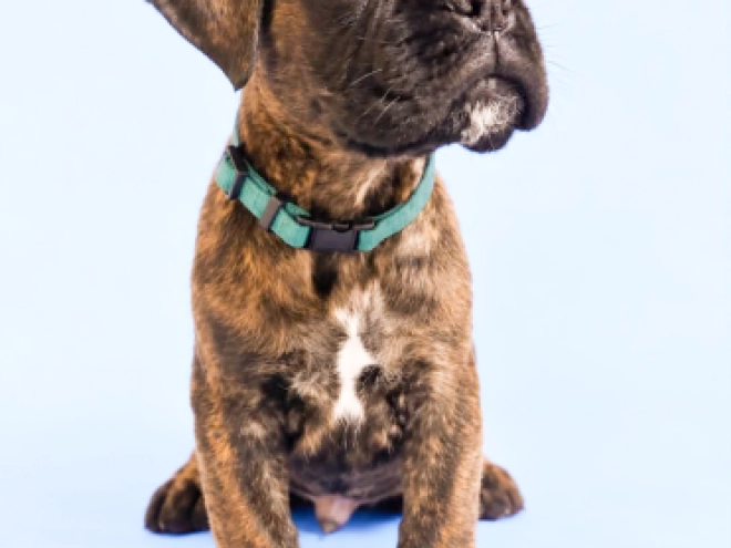 Boxer puppy for sale