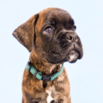 Armando, brindle Boxer en venta