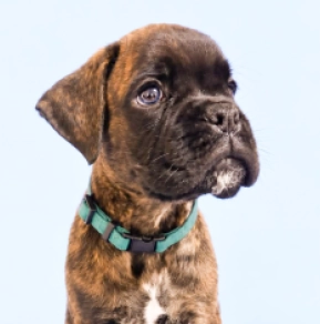 Boxer puppy for sale