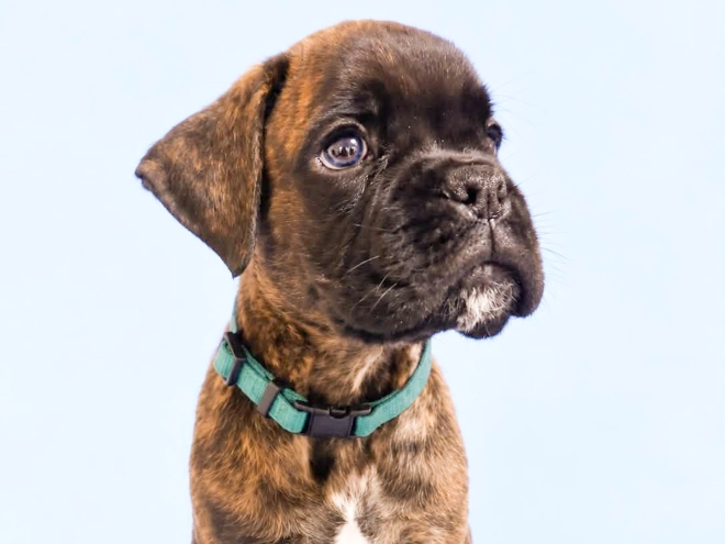 Boxer puppy for sale
