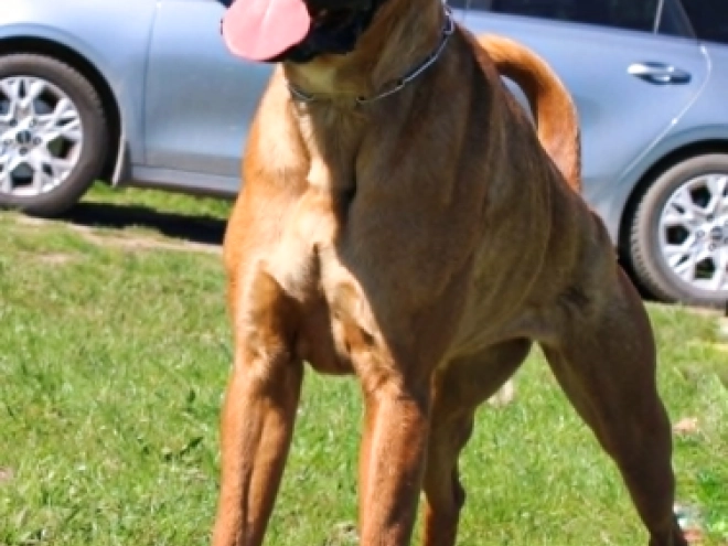 Boxer puppy for sale