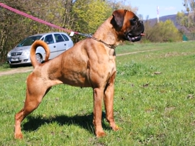 Boxer puppy for sale