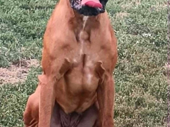 Boxer puppy for sale