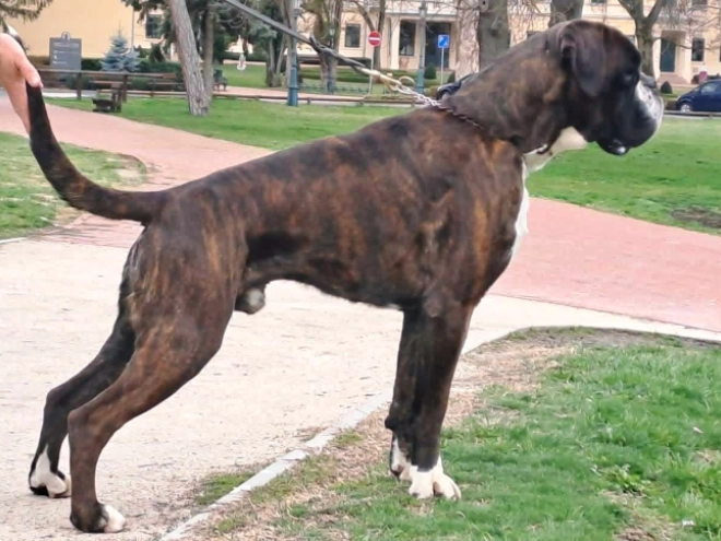 Boxer puppy for sale