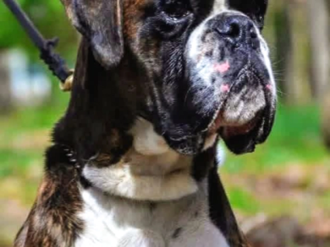 Boxer puppy for sale