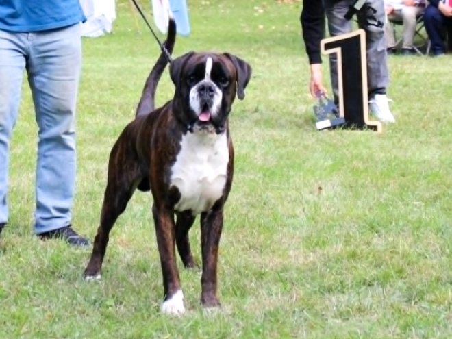 Boxer puppy for sale