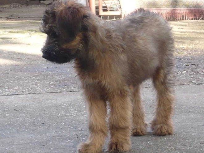 Briard Welpe kaufen