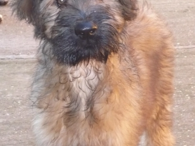 Briard Welpe kaufen
