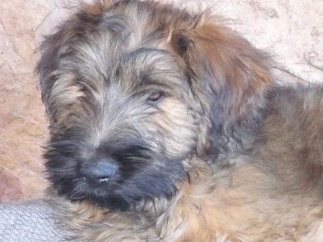 Briard Welpe kaufen