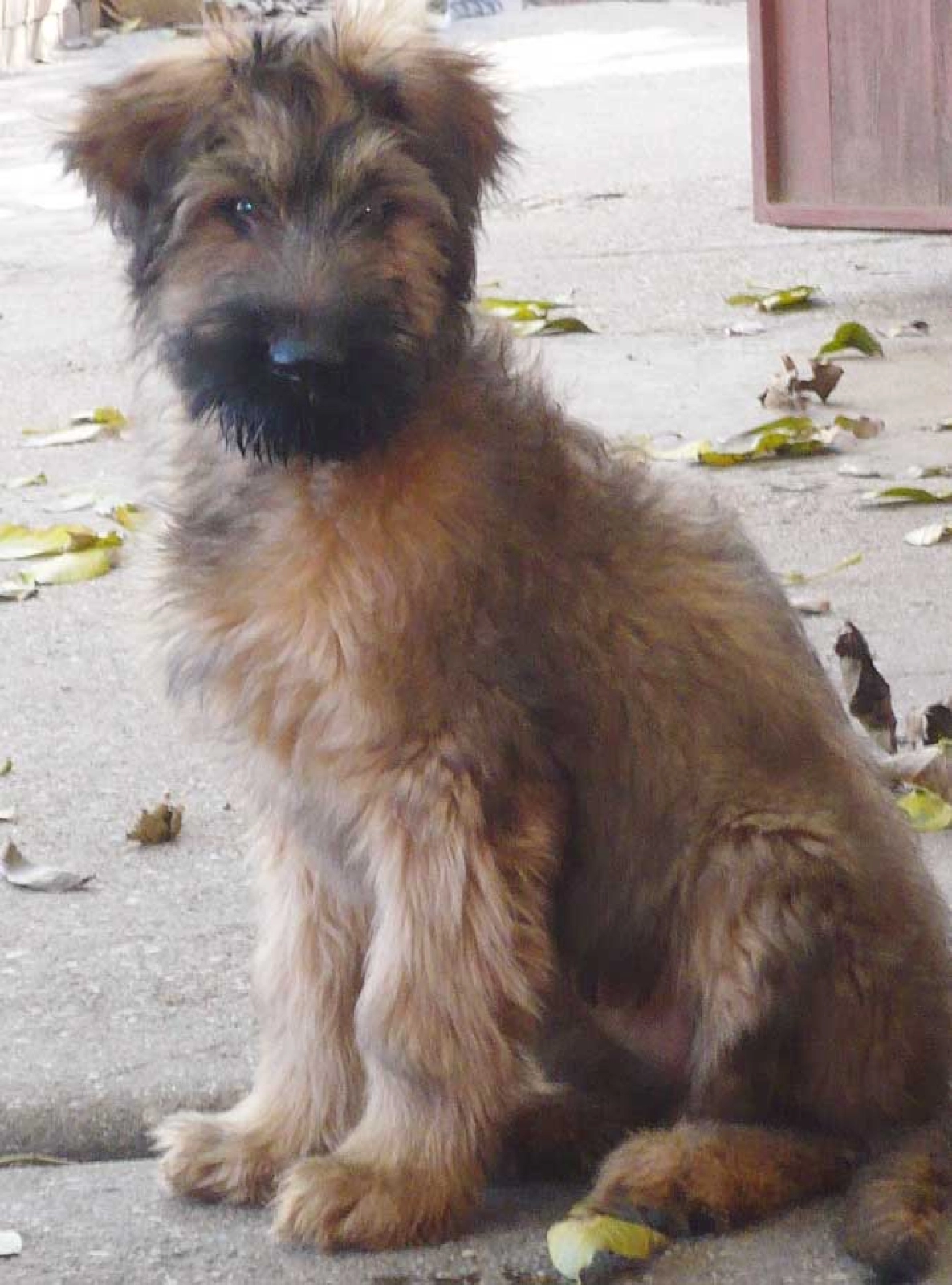 Ivonne Briard Cachorros en Venta EuroPuppy