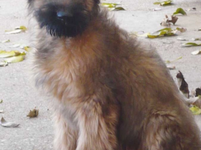 Briard Welpe kaufen