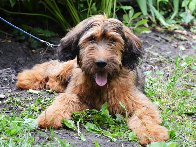 Briard puppy for sale
