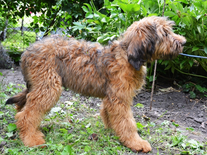 Briard puppy for sale