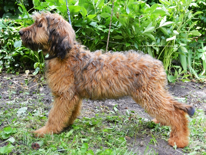 Briard puppy for sale