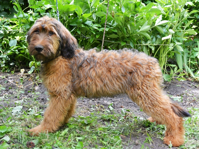 Briard puppy for sale