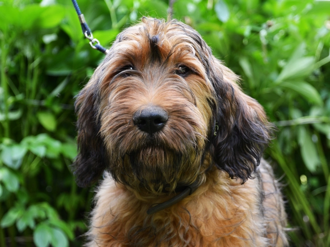 Briard puppy for sale