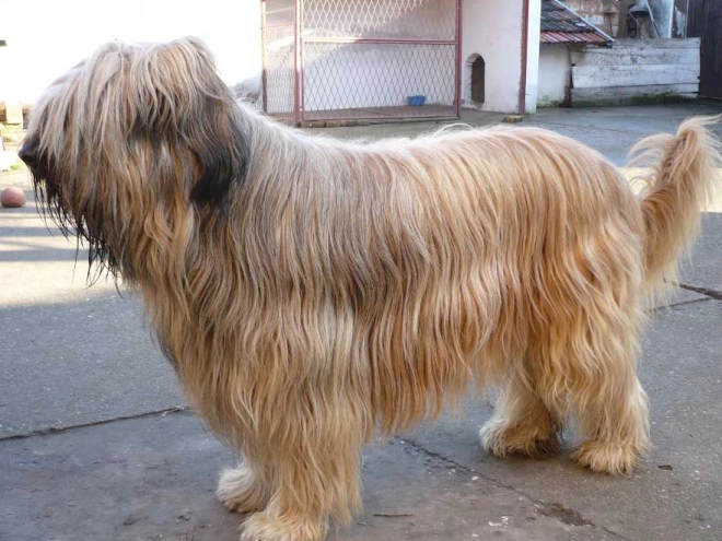 Briard Welpe kaufen