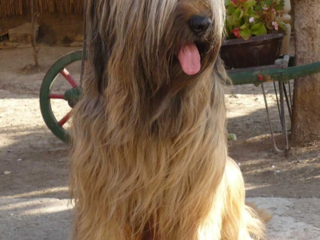 Briard Welpe kaufen
