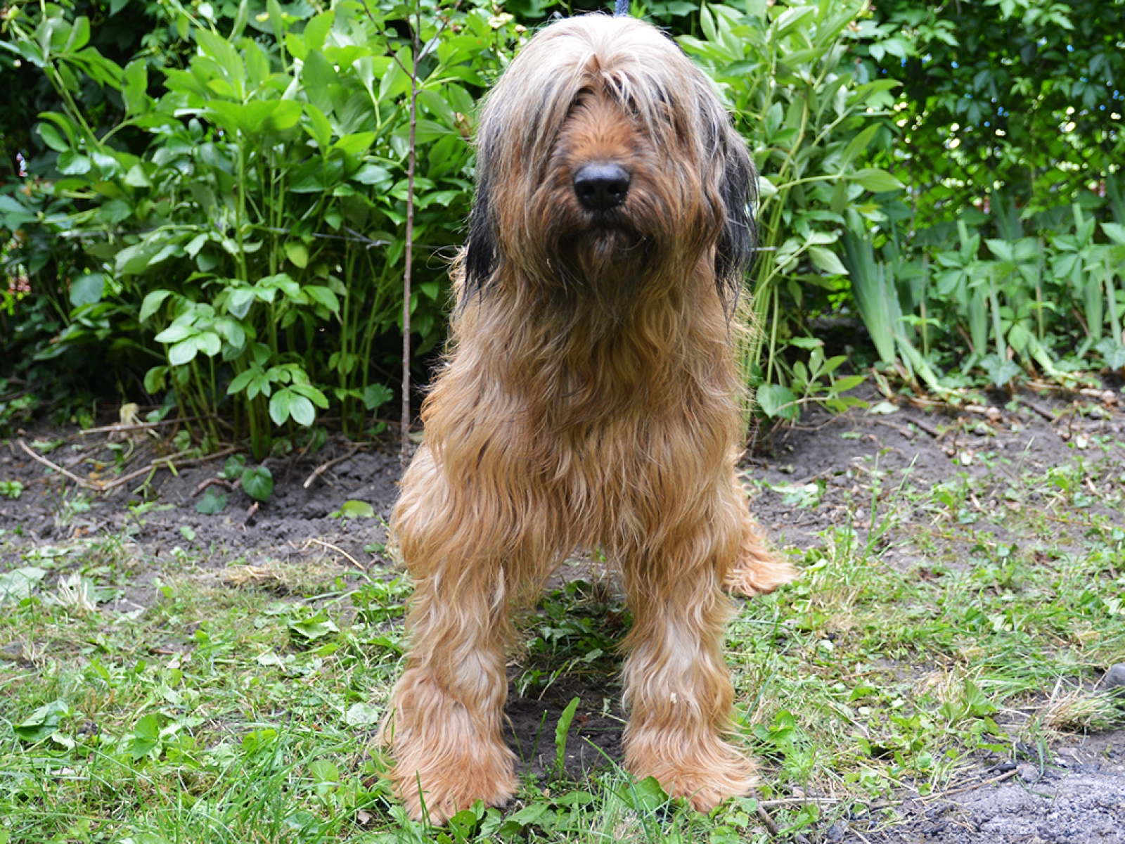 Cliff Briard Puppy for sale EuroPuppy