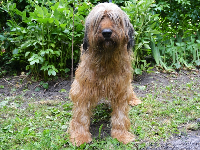 Briard puppy for sale