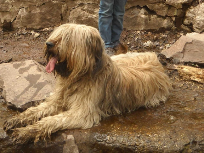 Briard Welpe kaufen