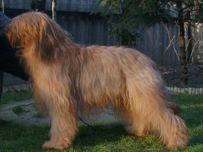 Briard puppy for sale