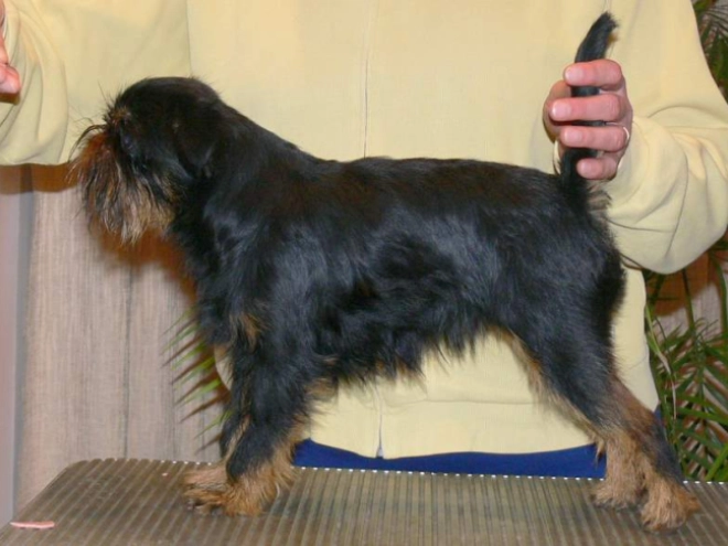 Perros Grifón de Bruselas en venta