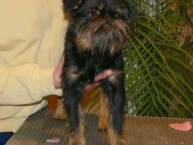 Perros Grifón de Bruselas en venta