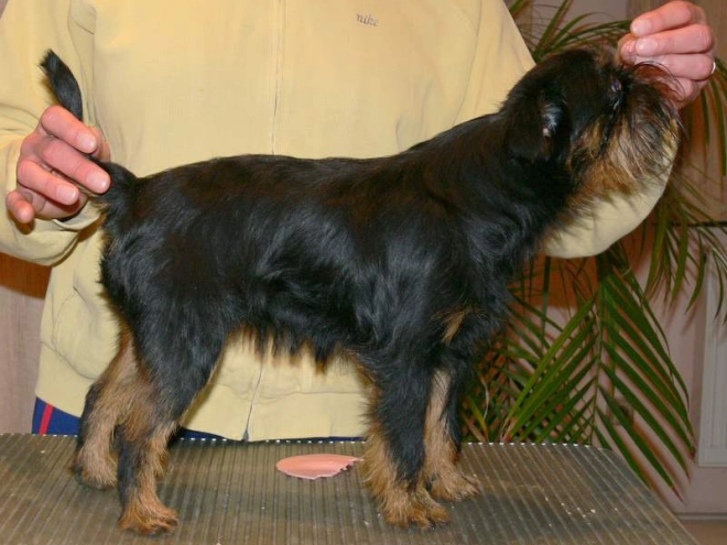 Perros Grifón de Bruselas en venta