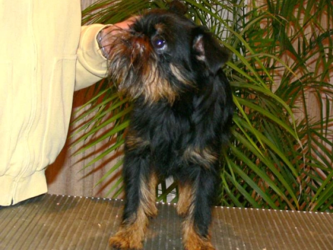 Perros Grifón de Bruselas en venta