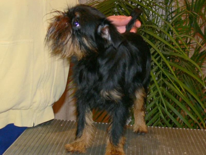 Perros Grifón de Bruselas en venta