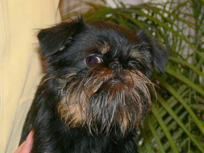 Perros Grifón de Bruselas en venta