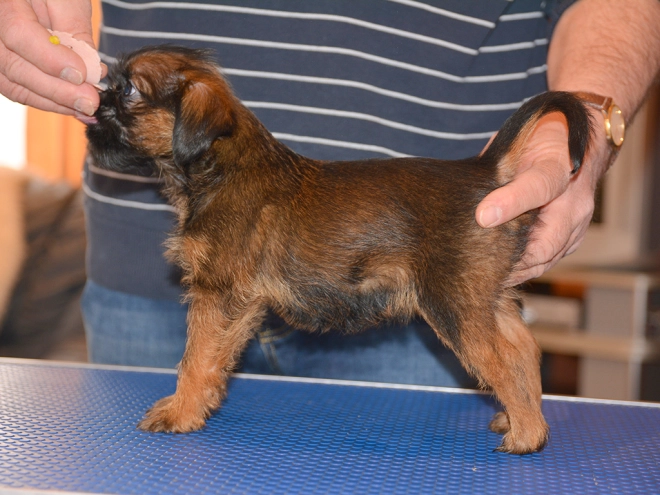 Brüsseler Griffon Welpe kaufen