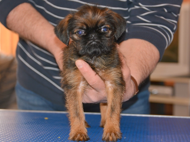 Brüsseler Griffon Welpe kaufen