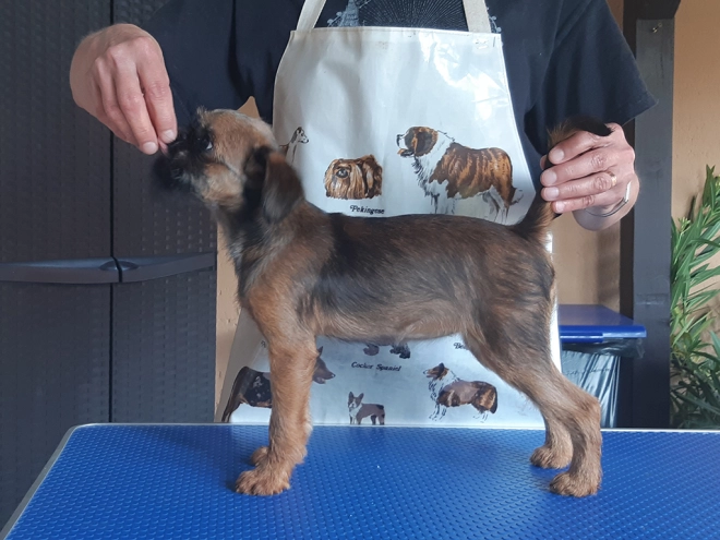 Brüsseler Griffon Welpe kaufen