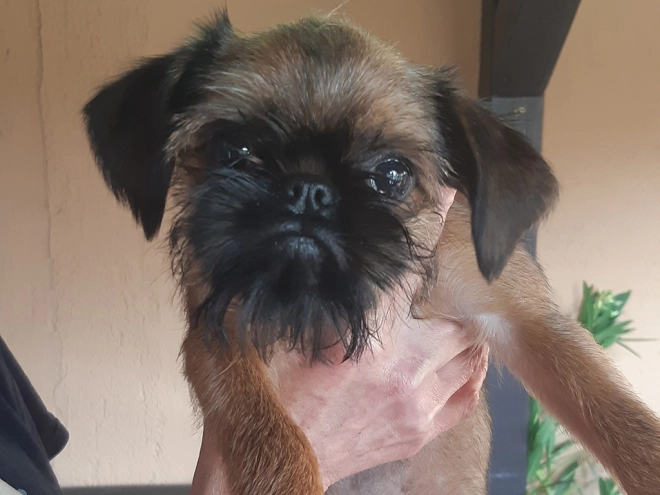 Brüsseler Griffon Welpe kaufen