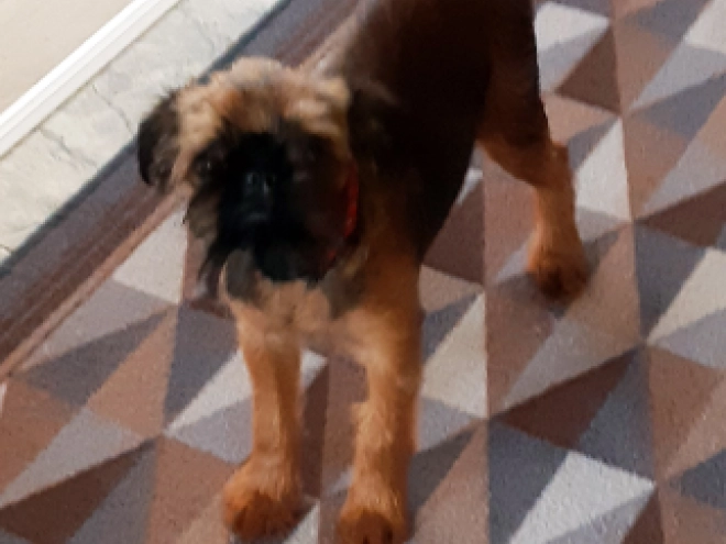 Brüsseler Griffon Welpe kaufen