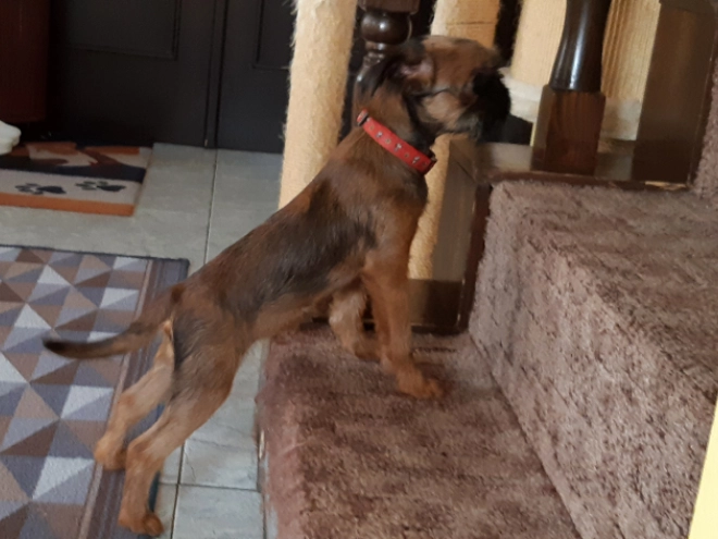 Brüsseler Griffon Welpe kaufen