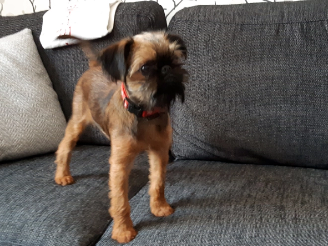 Brüsseler Griffon Welpe kaufen