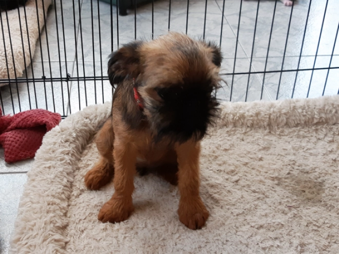 Brüsseler Griffon Welpe kaufen