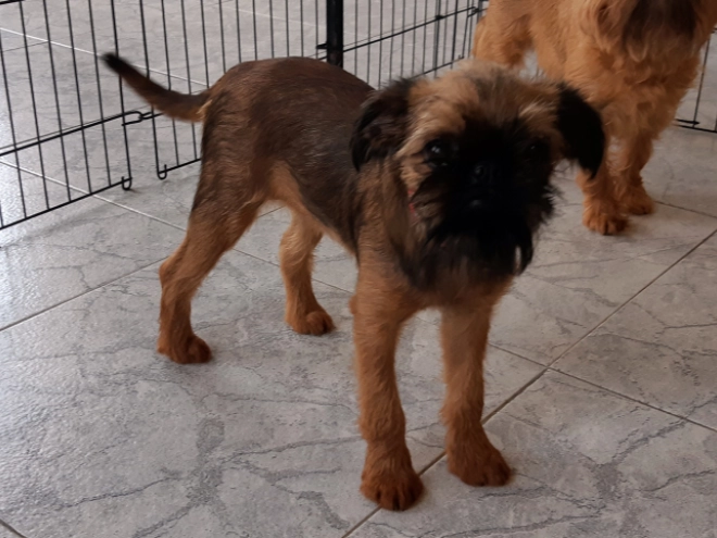 Brüsseler Griffon Welpe kaufen
