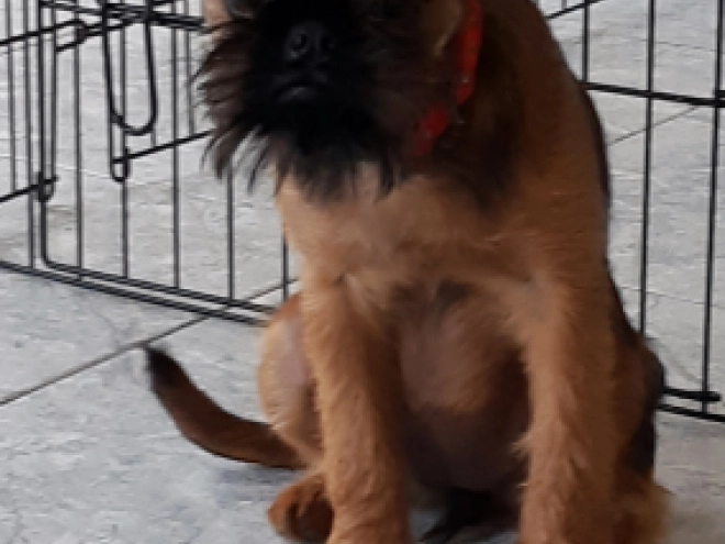 Brüsseler Griffon Welpe kaufen