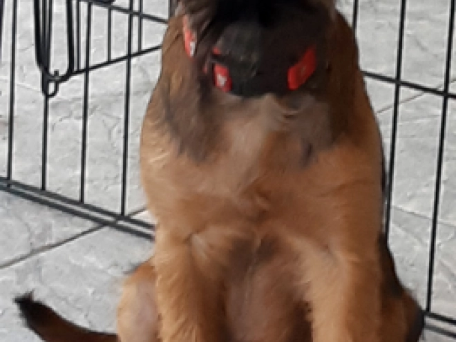 Brüsseler Griffon Welpe kaufen