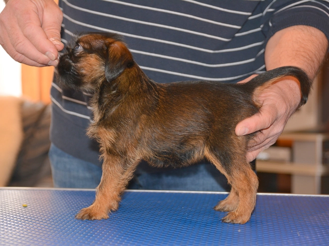Brüsseler Griffon Welpe kaufen